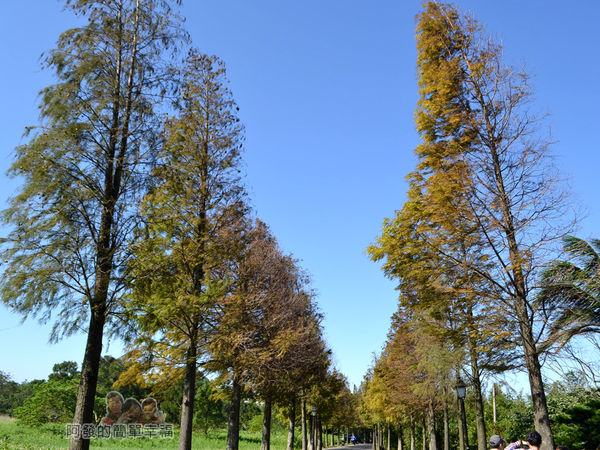 落羽松大道26-落羽松大道尾段-落羽松與藍天