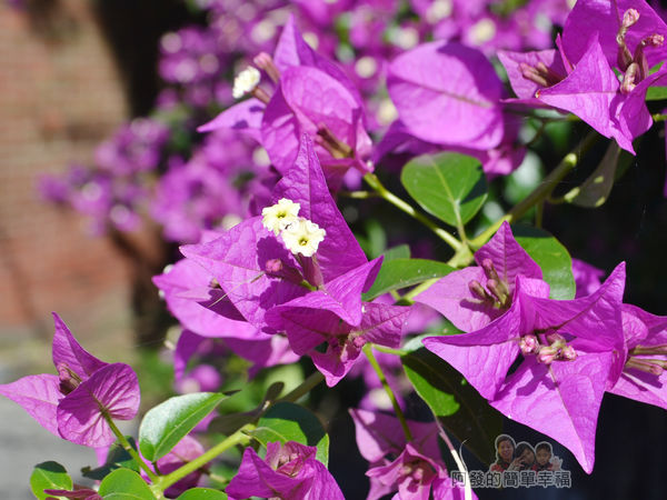 落羽松大道16-三合院門口前的紫色花叢特寫