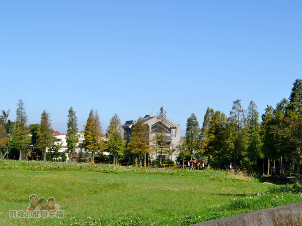 落羽松大道19-落羽松大道旁的綠色田園風光