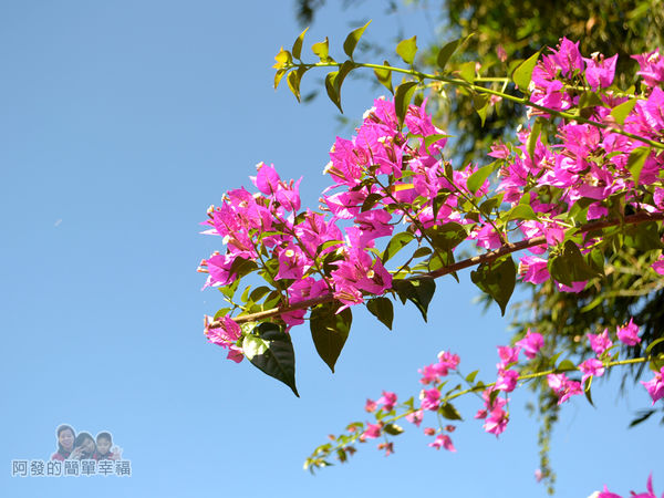 落羽松大道15-三合院門口前的紫色花叢與藍天