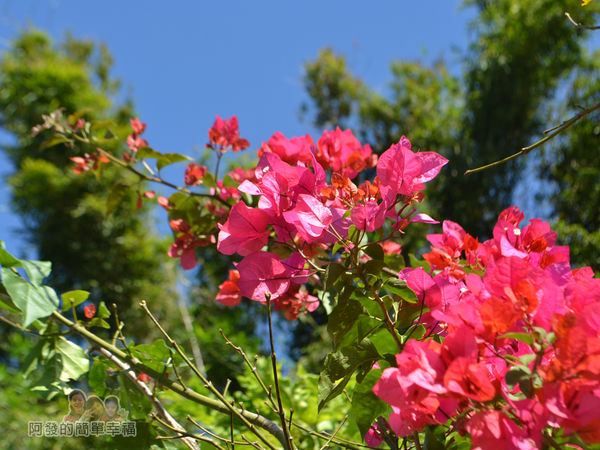 落羽松大道17-三合院門口前的紅色花叢