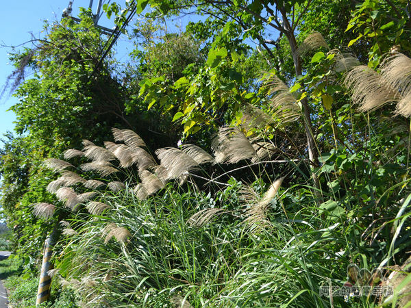 落羽松大道20-落羽松大道旁的芒草
