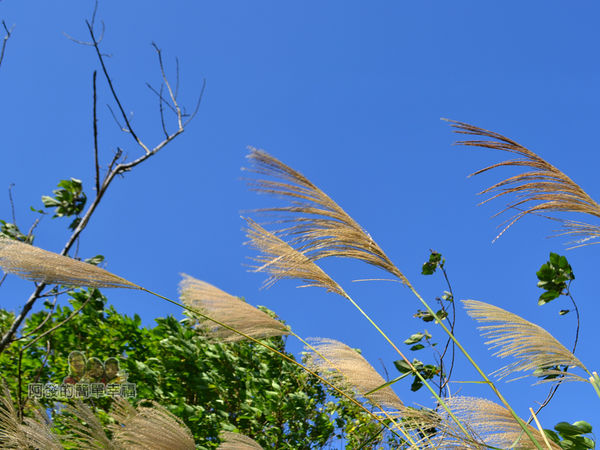 落羽松大道21-落羽松大道旁的芒草與藍天