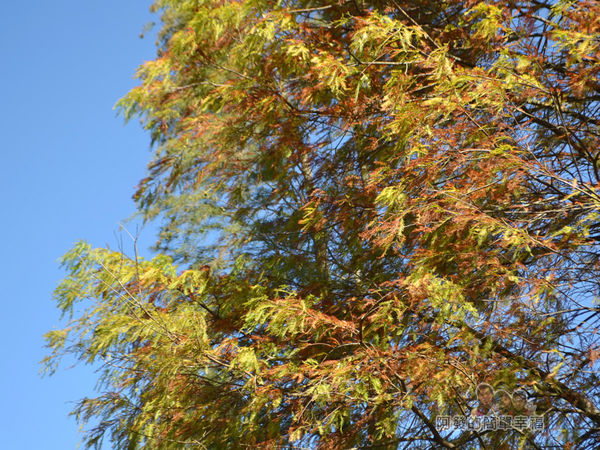 落羽松大道03-綠轉黃紅的落羽松