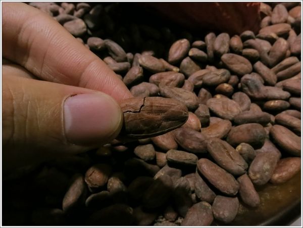 April's 花愛巧克力-可可