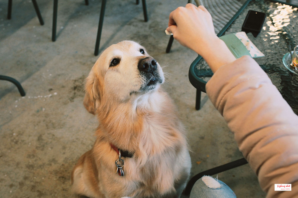 小狗的第三航廈咖啡野放