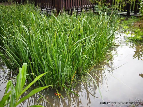 戲綠川民宿:【景點】【食記】南投戲綠川民宿&部落美食餐廳@埔里甫田六號探坑 : 清幽氛圍中的部落美味,但是太天然了