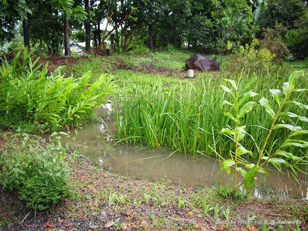 戲綠川民宿:【景點】【食記】南投戲綠川民宿&部落美食餐廳@埔里甫田六號探坑 : 清幽氛圍中的部落美味,但是太天然了