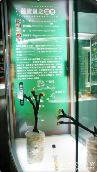 菌寶貝博物館:【宜蘭/宜蘭市】菌寶貝博物館