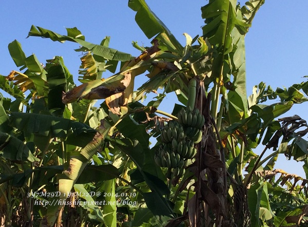 20140119-宜蘭嚐飽圖-33