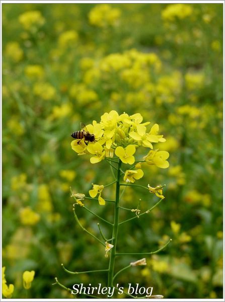 搖搖洛克馬:宜蘭三星鄉‧搖搖洛克馬