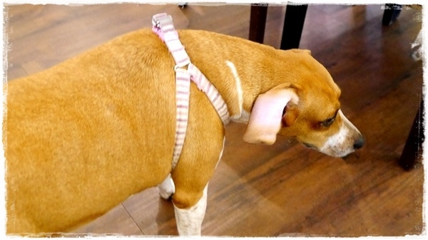 Livia's kitchen - 薇甜:【新北◍•ᴗ•◍新店】美食・薇甜Livia's kitchen食記|當Q彈麻糬遇上法式吐司