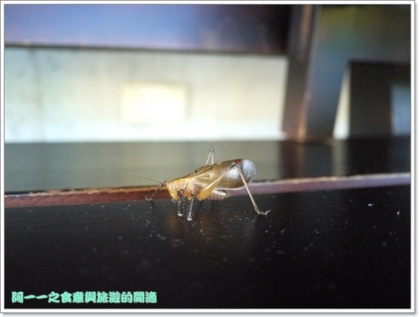 余水知歡民宿:台東長濱 余水知歡民宿 Yujoy House 被綠意擁抱的樂園~阿一一炎夏台東熱汽球之旅