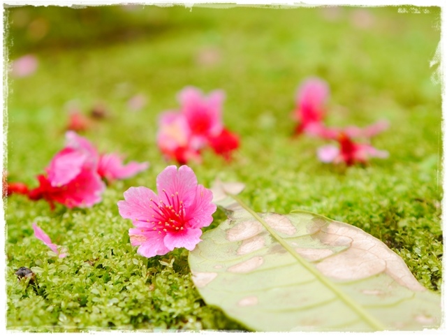 新店櫻花公園屈尺公園寒櫻花況