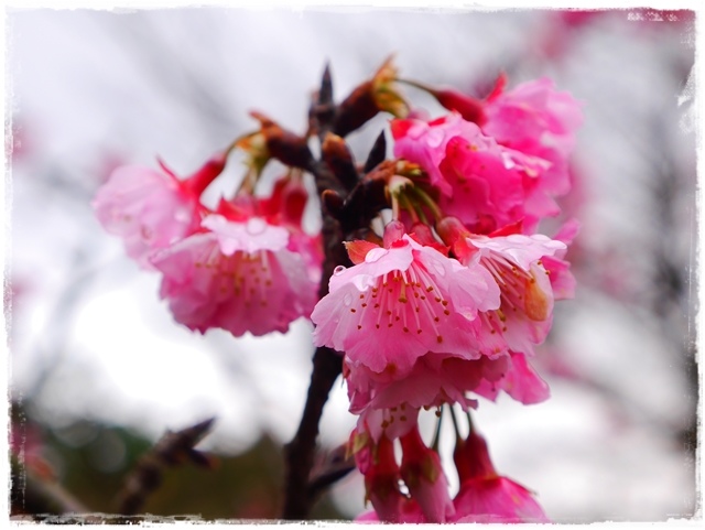 新店櫻花公園屈尺公園寒櫻花況