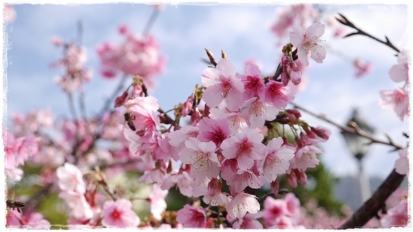 櫻花公園：【新北◍•ᴗ•◍新店】捷運新店站✯・賞櫻景點・櫻花街屈尺公園仁愛亭賞櫻｜烏來櫻花季-櫻花公園，寒櫻渲染的粉紅色公園