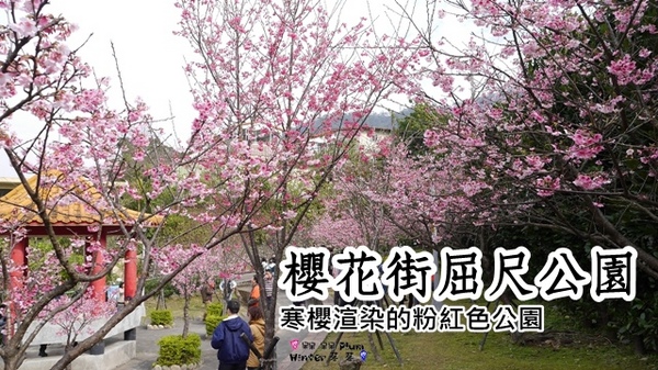 櫻花公園：【新北◍•ᴗ•◍新店】捷運新店站✯・賞櫻景點・櫻花街屈尺公園仁愛亭賞櫻｜烏來櫻花季-櫻花公園，寒櫻渲染的粉紅色公園