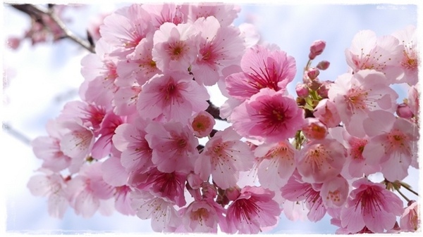 櫻花公園：【新北◍•ᴗ•◍新店】捷運新店站✯・賞櫻景點・櫻花街屈尺公園仁愛亭賞櫻｜烏來櫻花季-櫻花公園，寒櫻渲染的粉紅色公園