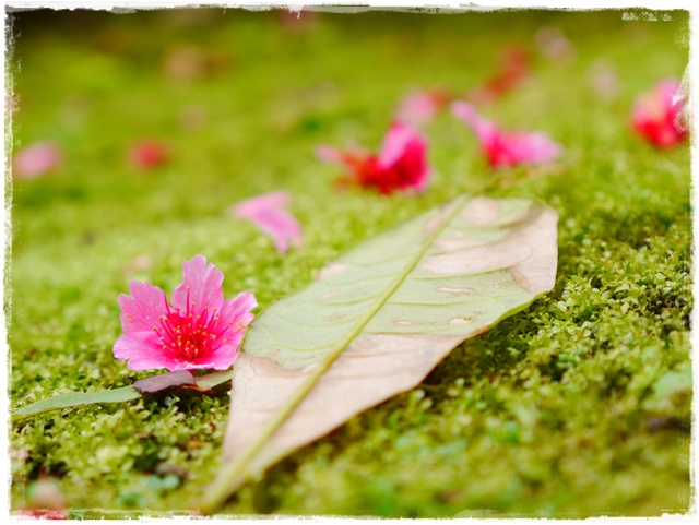 新店櫻花公園屈尺公園寒櫻花況