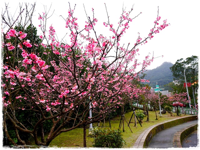 新店櫻花公園屈尺公園寒櫻花況