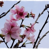 騰龍御櫻賞吉野櫻