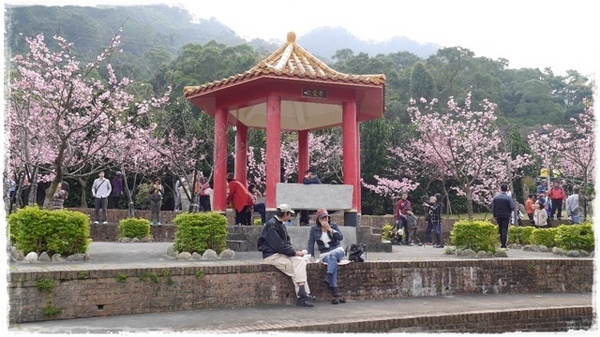 櫻花公園：【新北◍•ᴗ•◍新店】捷運新店站✯・賞櫻景點・櫻花街屈尺公園仁愛亭賞櫻｜烏來櫻花季-櫻花公園，寒櫻渲染的粉紅色公園