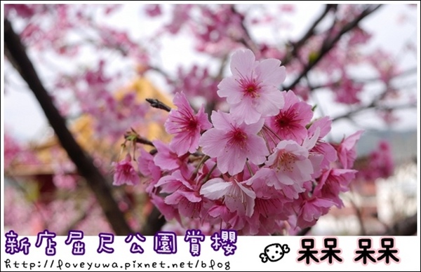 櫻花公園：【新北◍•ᴗ•◍新店】捷運新店站✯・賞櫻景點・櫻花街屈尺公園仁愛亭賞櫻｜烏來櫻花季-櫻花公園，寒櫻渲染的粉紅色公園