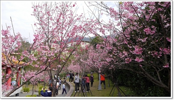 櫻花公園：【新北◍•ᴗ•◍新店】捷運新店站✯・賞櫻景點・櫻花街屈尺公園仁愛亭賞櫻｜烏來櫻花季-櫻花公園，寒櫻渲染的粉紅色公園