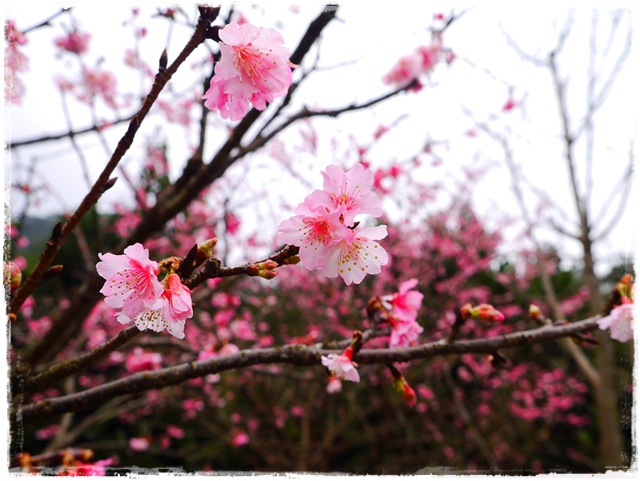 新店櫻花公園屈尺公園寒櫻花況