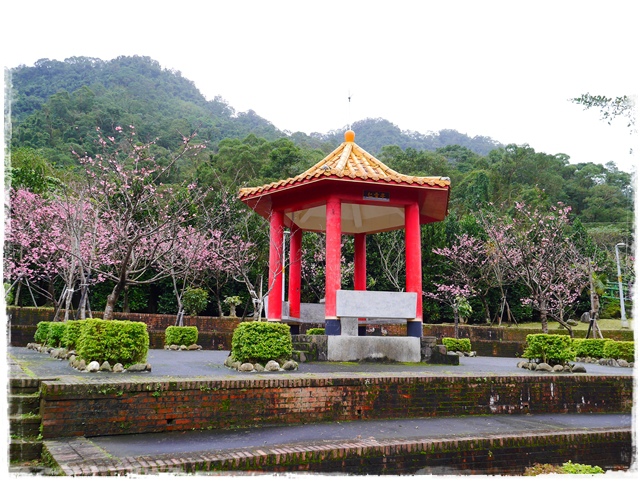 新店櫻花公園屈尺公園寒櫻花況