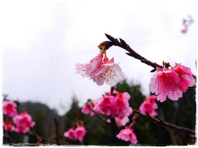 新店櫻花公園屈尺公園寒櫻花況