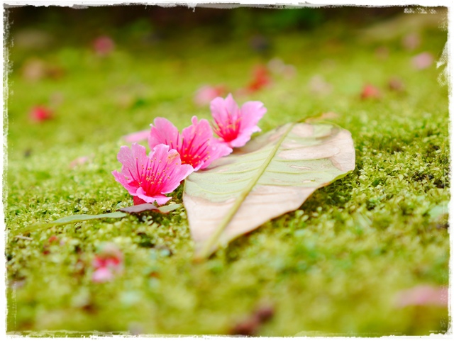 新店櫻花公園屈尺公園寒櫻花況