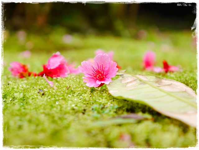 新店櫻花公園屈尺公園寒櫻花況