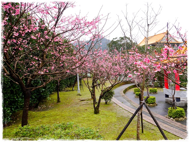 新店櫻花公園屈尺公園寒櫻花況