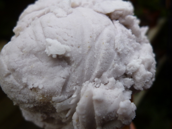 香草鋪子(南庄店)：【苗栗】在桂花巷內的薰衣草幸福－香草舖子