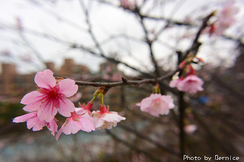 0131 1-樂活寒櫻10