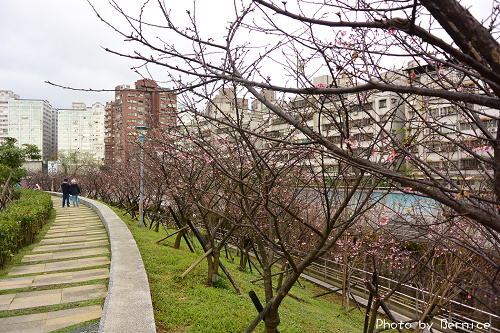 0131 1-樂活寒櫻11