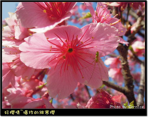 0203 緋寒櫻13
