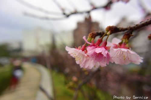 0131 1-樂活寒櫻12