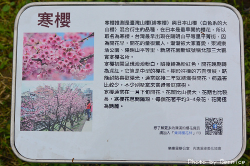 0131 1-樂活寒櫻06