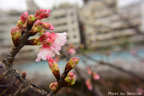 0131 1-樂活寒櫻09