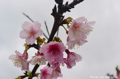 0131 1-樂活寒櫻03