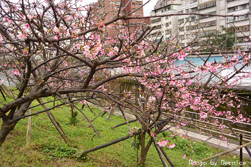 0131 1-樂活寒櫻02