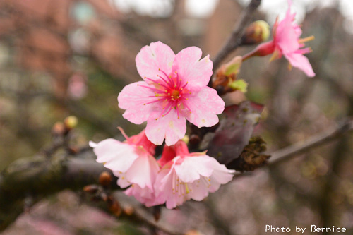 0131 1-樂活寒櫻07