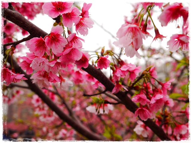 內湖樂活公園東湖櫻花林