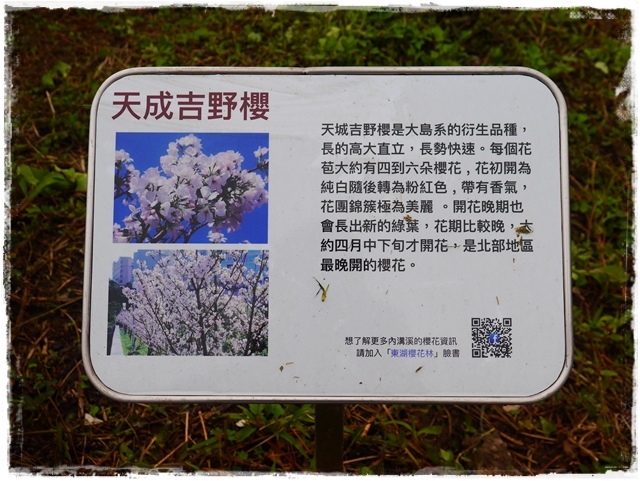 內湖樂活公園東湖櫻花林