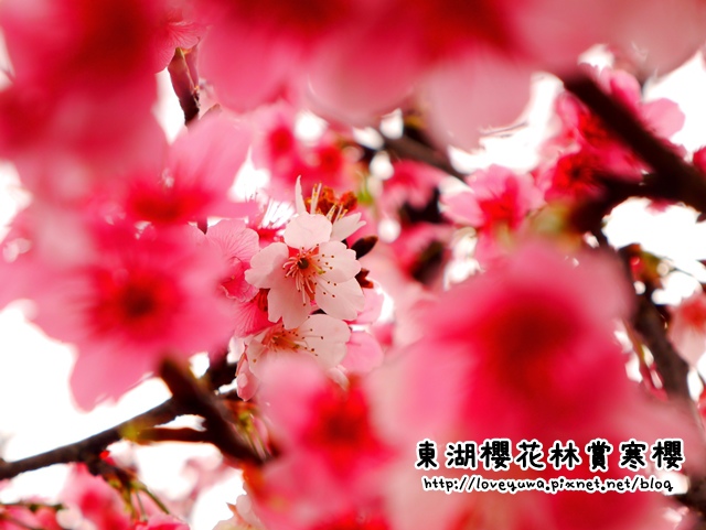 內湖樂活公園東湖櫻花林