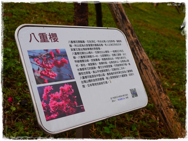 內湖樂活公園東湖櫻花林