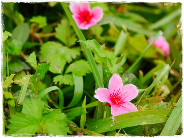 內湖樂活公園東湖櫻花林