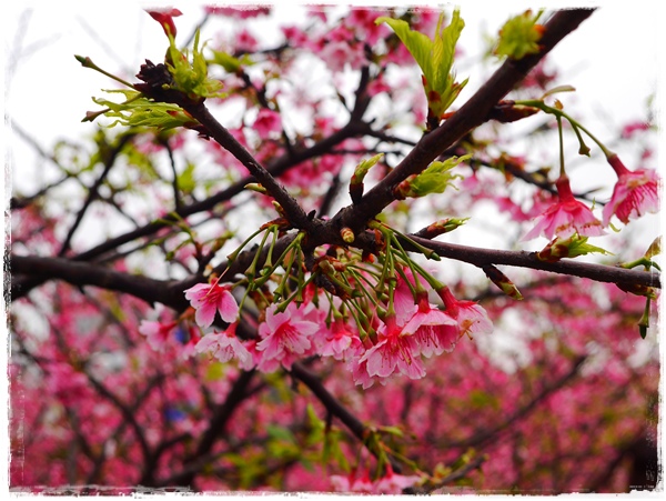 內湖樂活公園東湖櫻花林